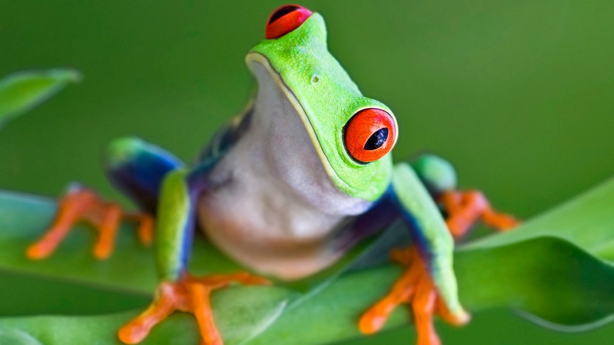 Curious Red-eyed Tree frog
[url=http://www.istockphoto.com/file_search.php?action=file&lightboxID=6833833] [img]http://www.kostich.com/frogs.jpg[/img][/url]


[url=http://www.istockphoto.com/file_search.php?action=file&lightboxID=10814481] [img]http://www.kostich.com/rainforest_banner.jpg[/img][/url]