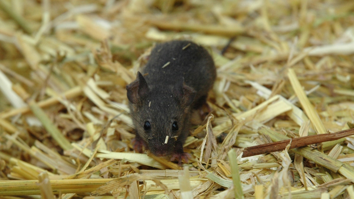 mice_attic