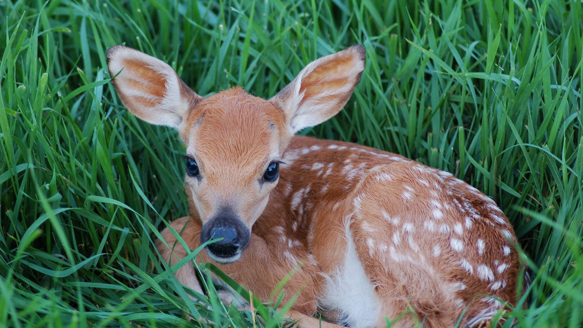 spotted fawn istock