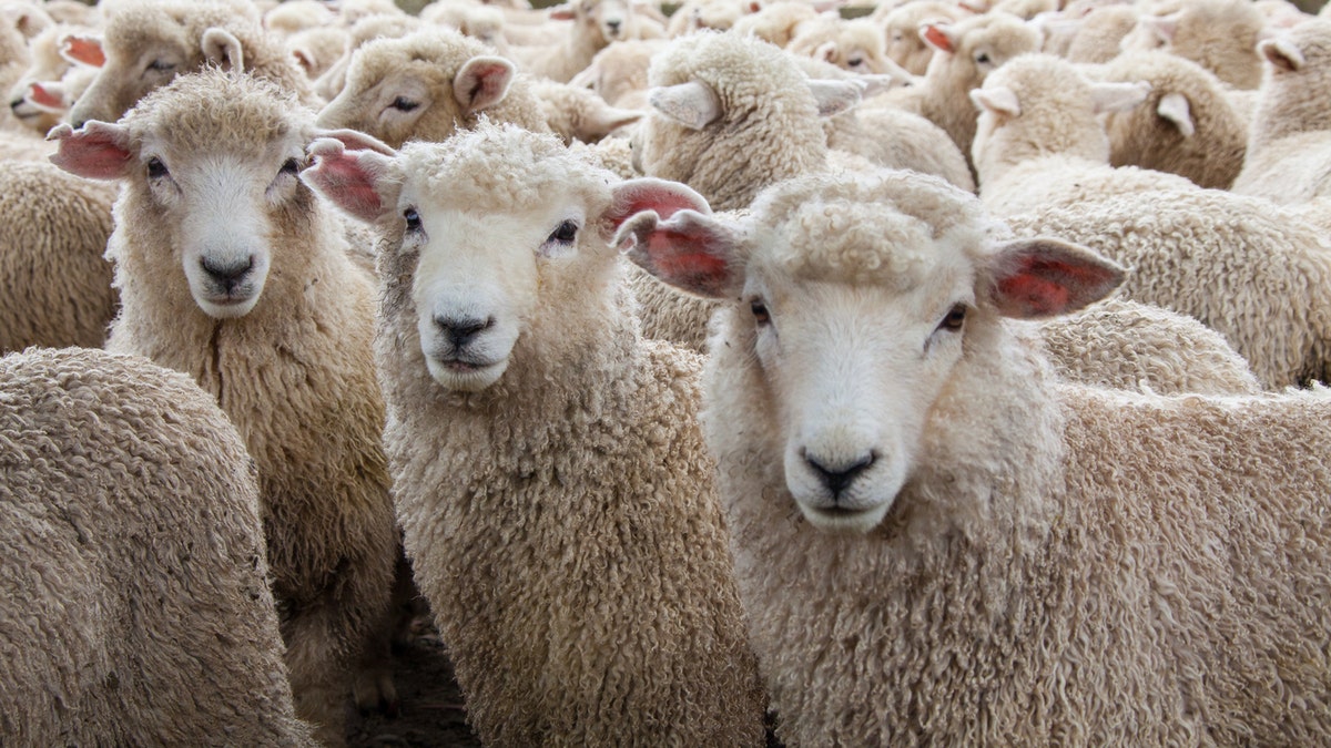 4e95b420-Sheep iStock