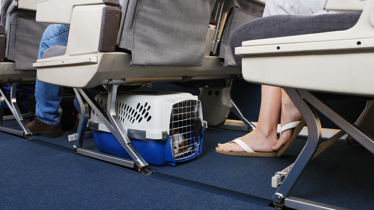 dog travel 2 istock