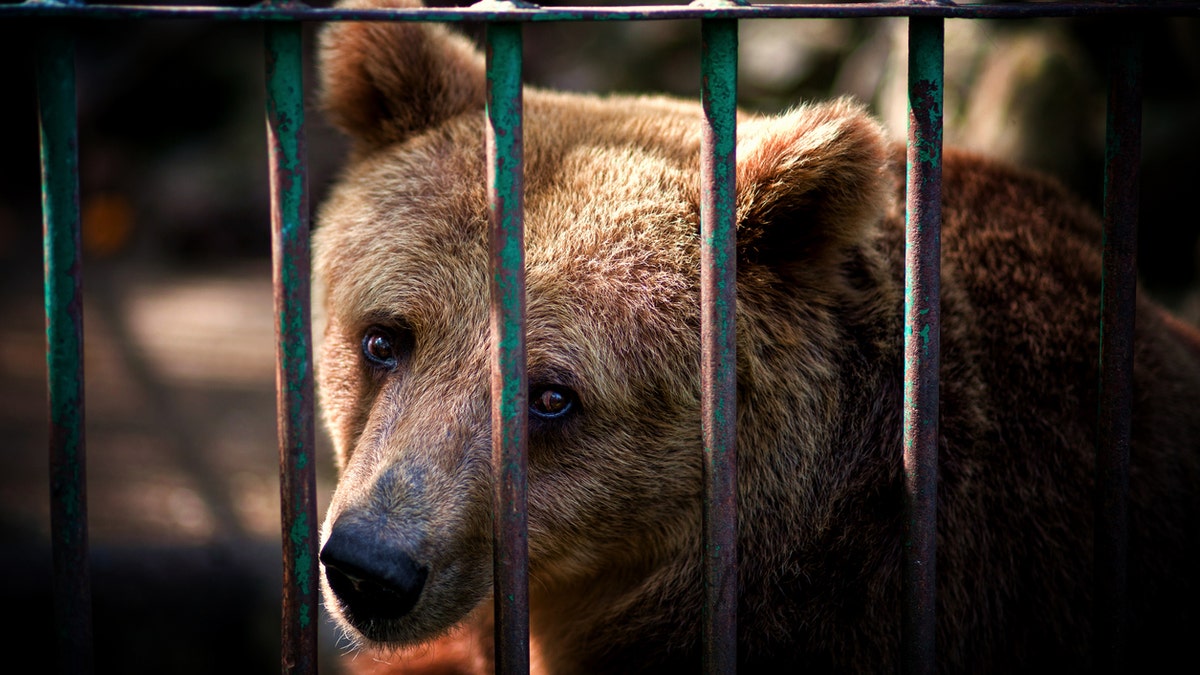 1a77e623-Brown bear istock