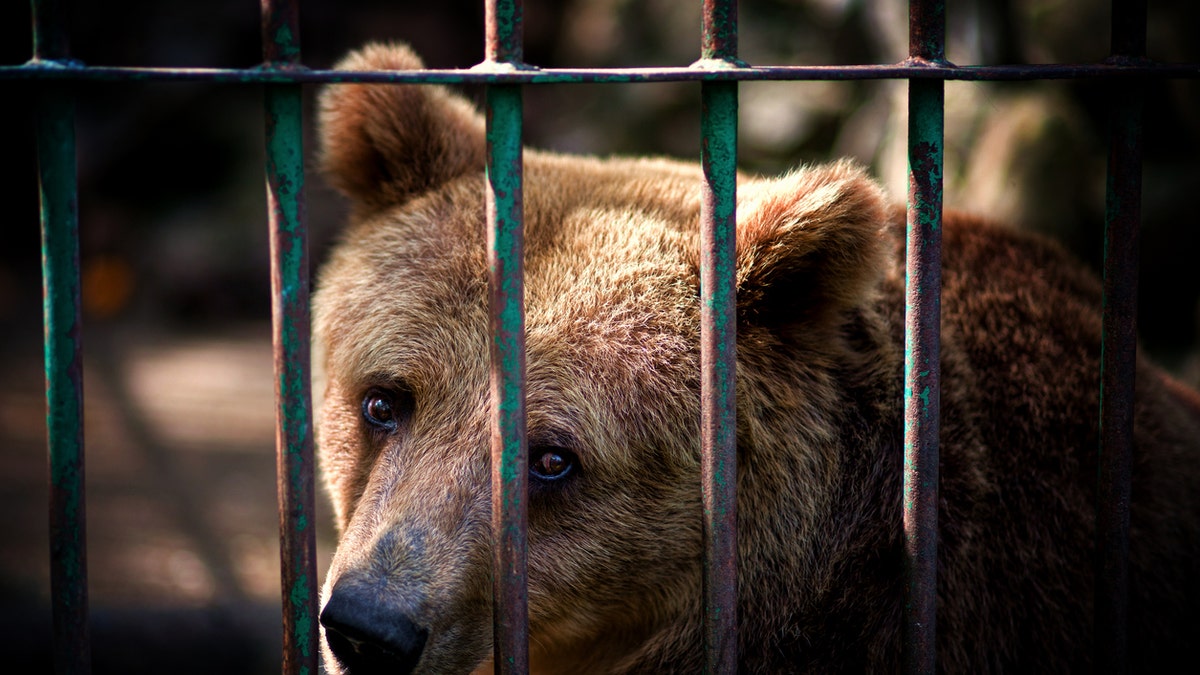 1a77e623-Brown bear istock