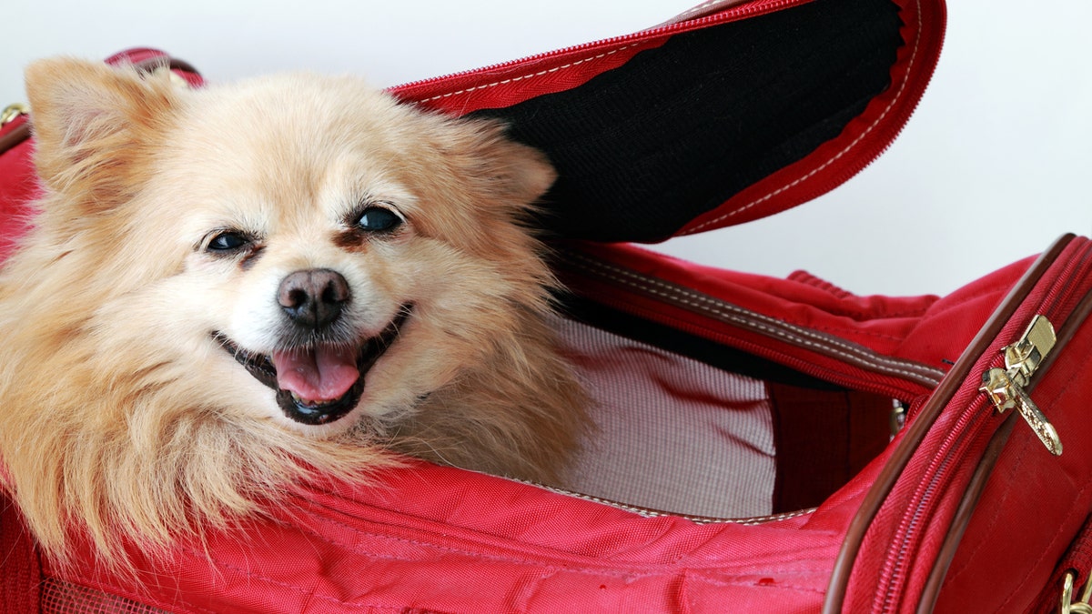 Dog flying istock