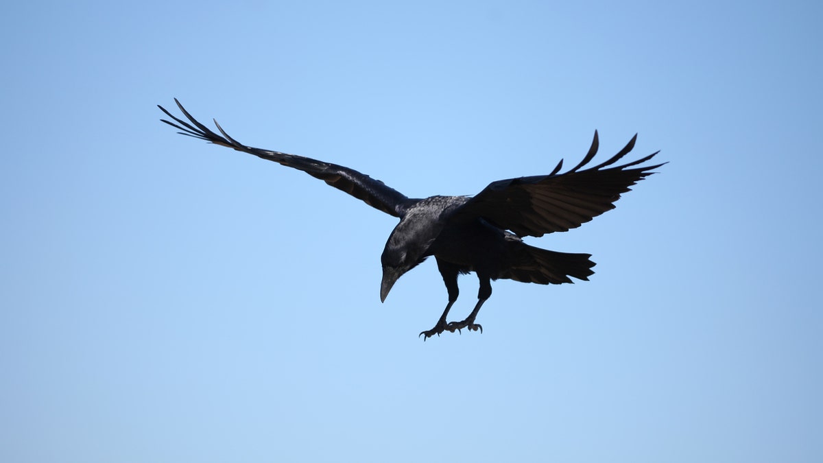 crow istock