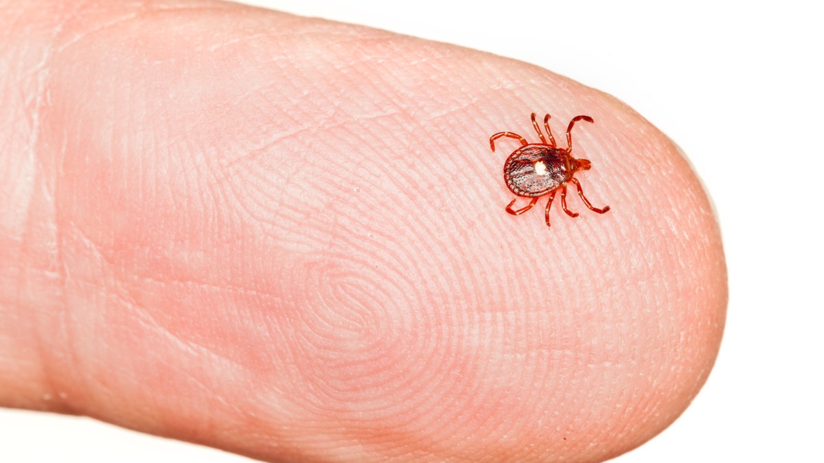 tick