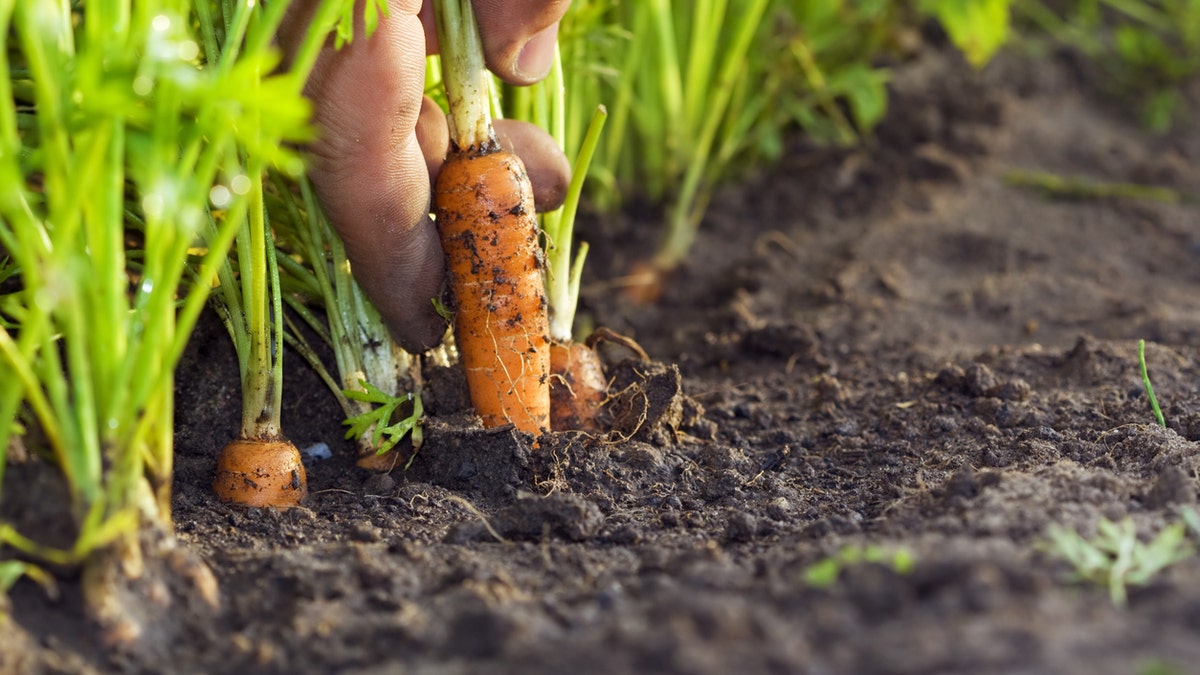 carrot istock