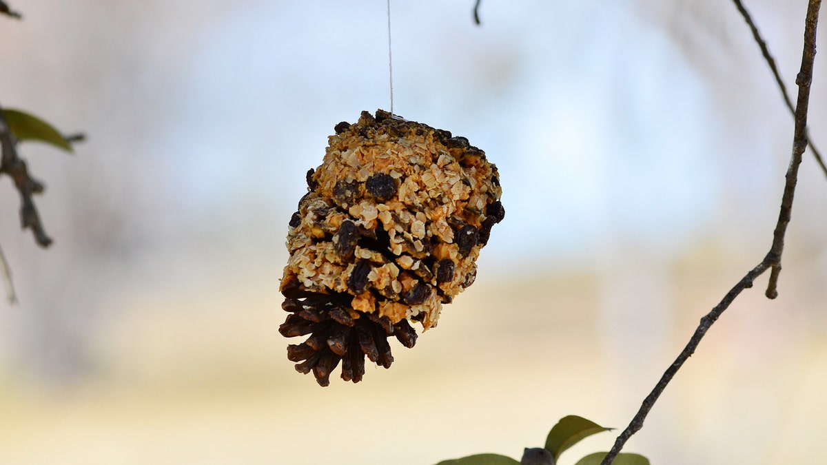 bird feeder istock