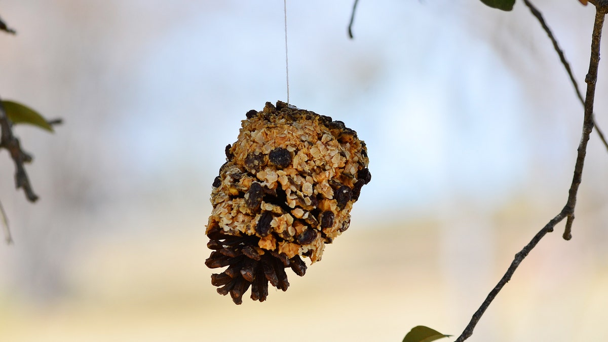 bird feeder istock