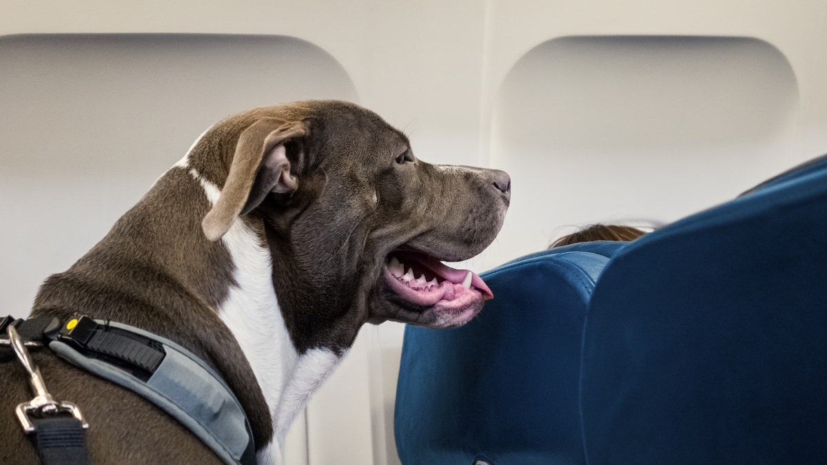 Dog flying istock