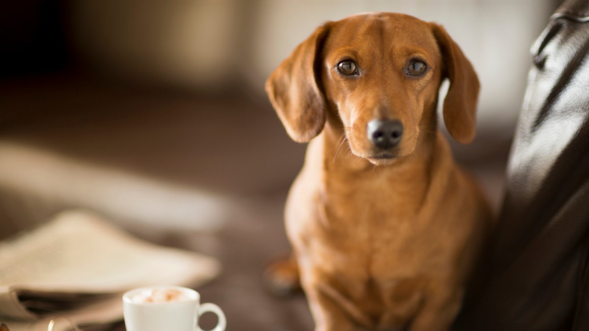 dog with coffee istock