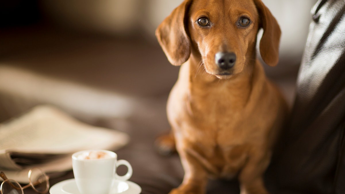 dog with coffee istock