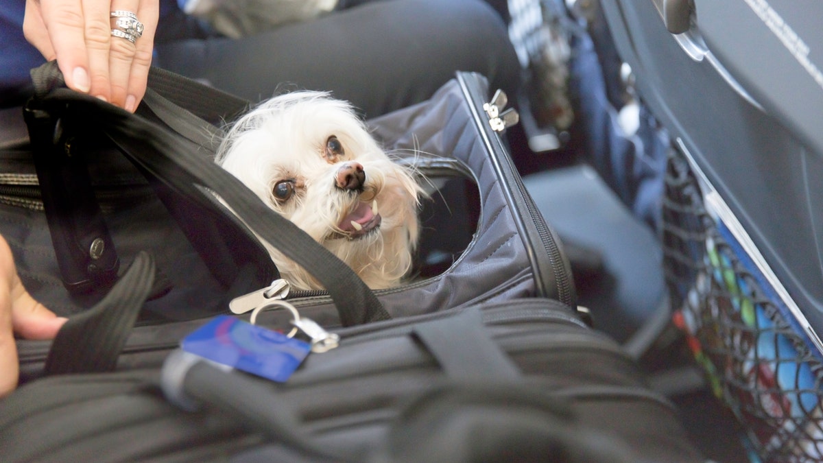 Dog on a plane