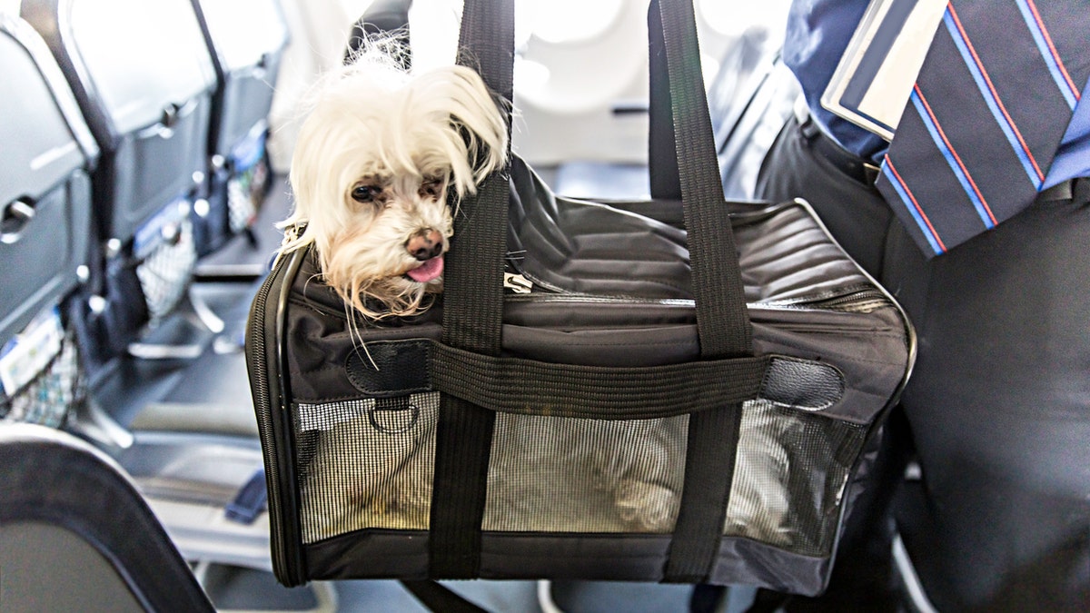 Taking dog clearance on airplane