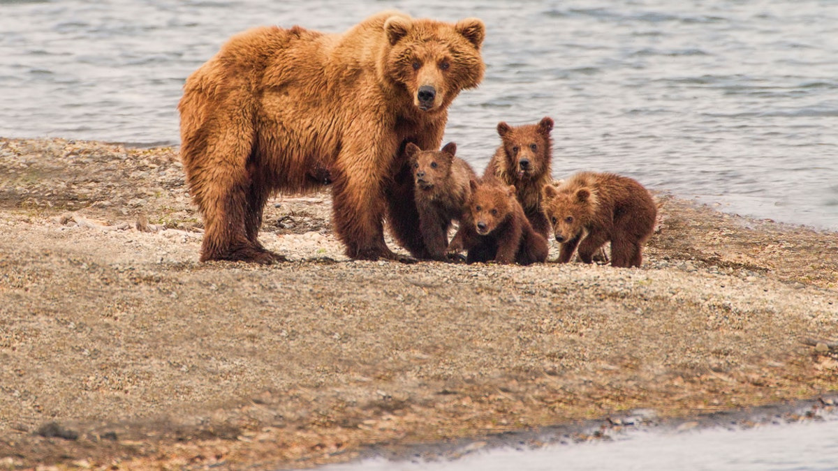A grizzly bear family of five at Katmai National Park, Alaska.