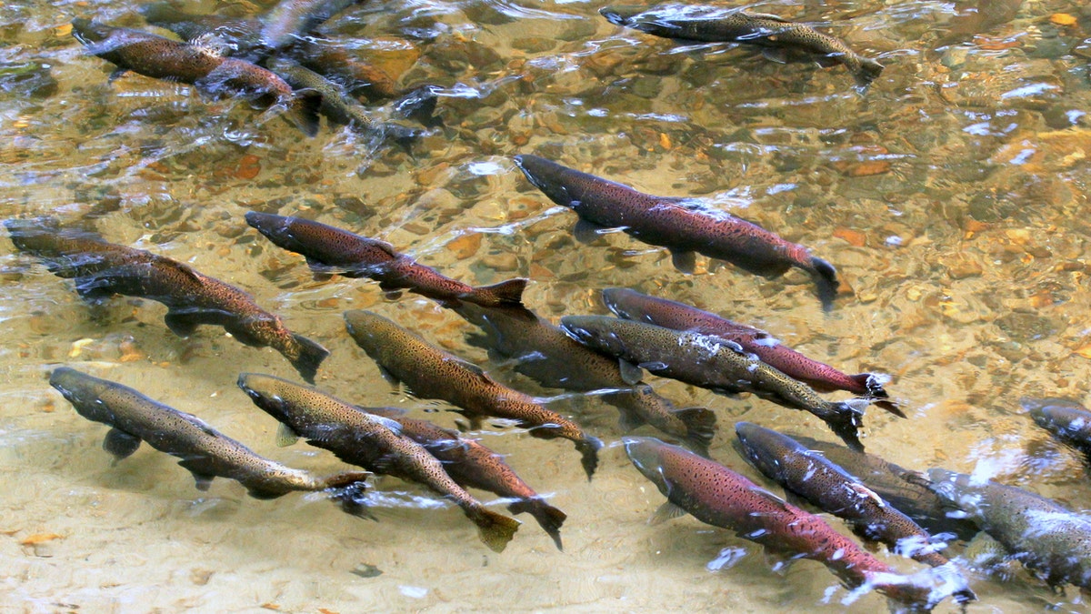 salmon istock