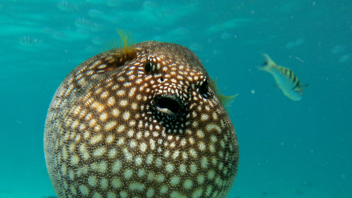 pufferfish istock