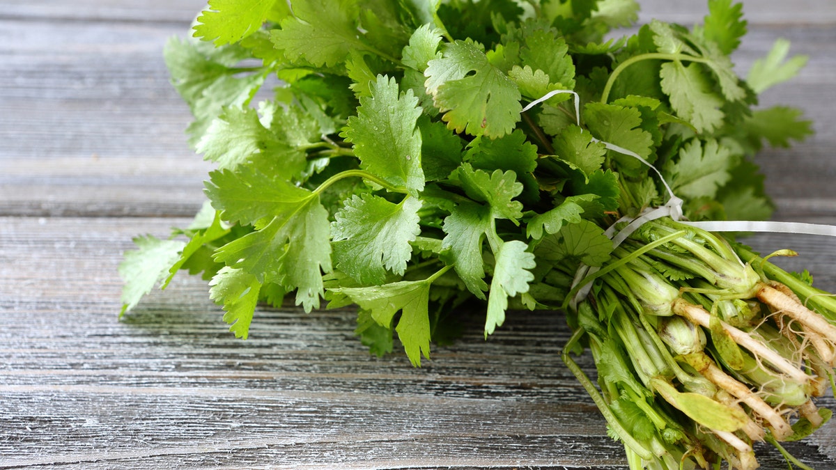 Cilantro istock