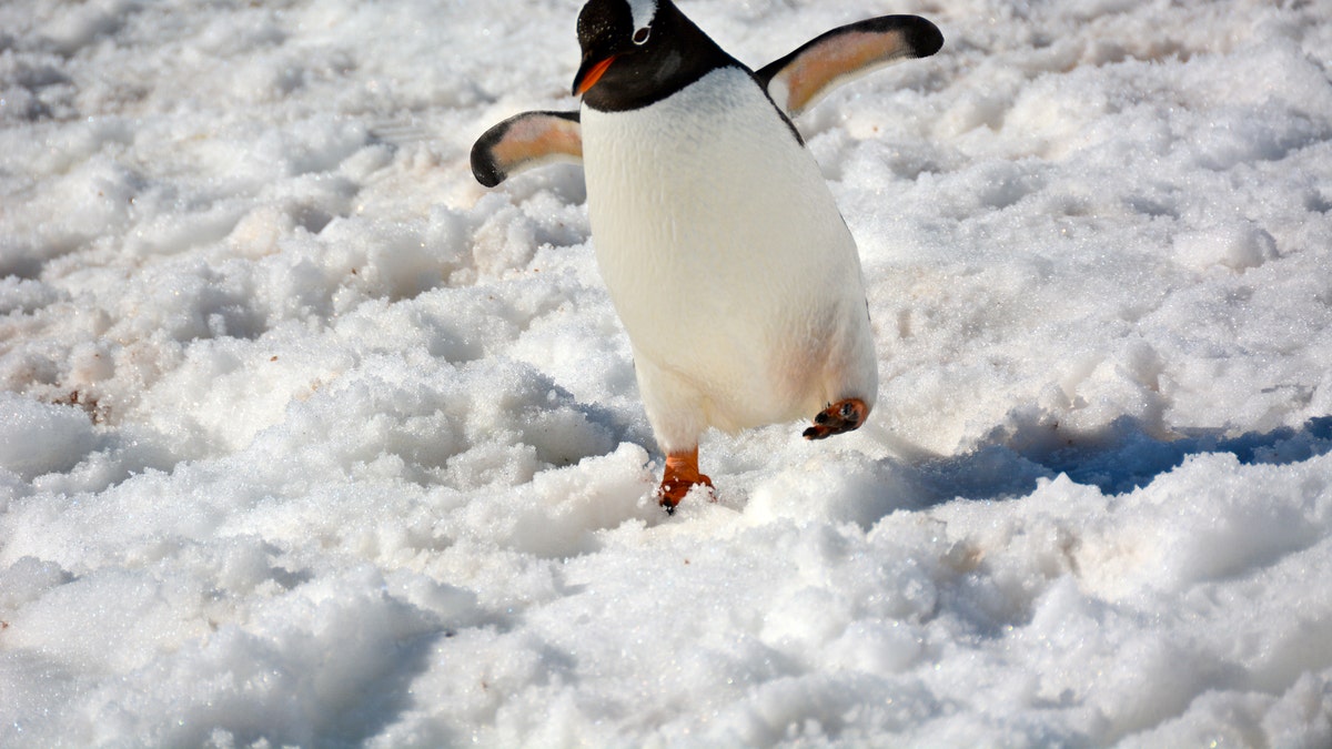 penguin_walk_snow_istock