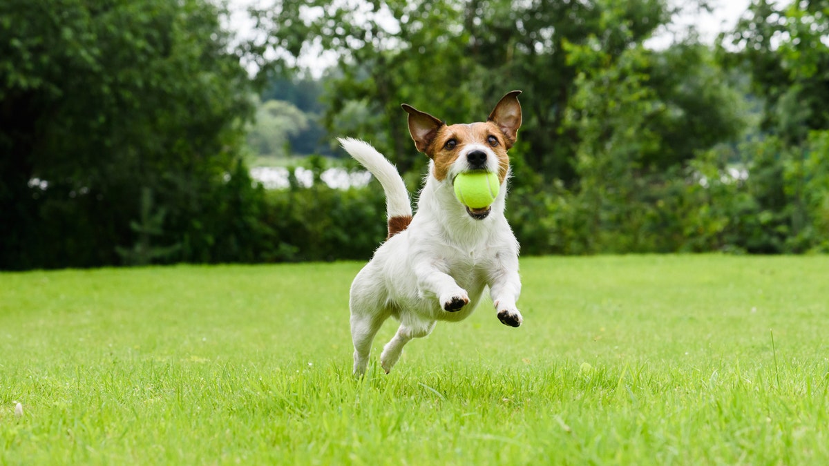 Jack Russell Terrier playing with green ball
