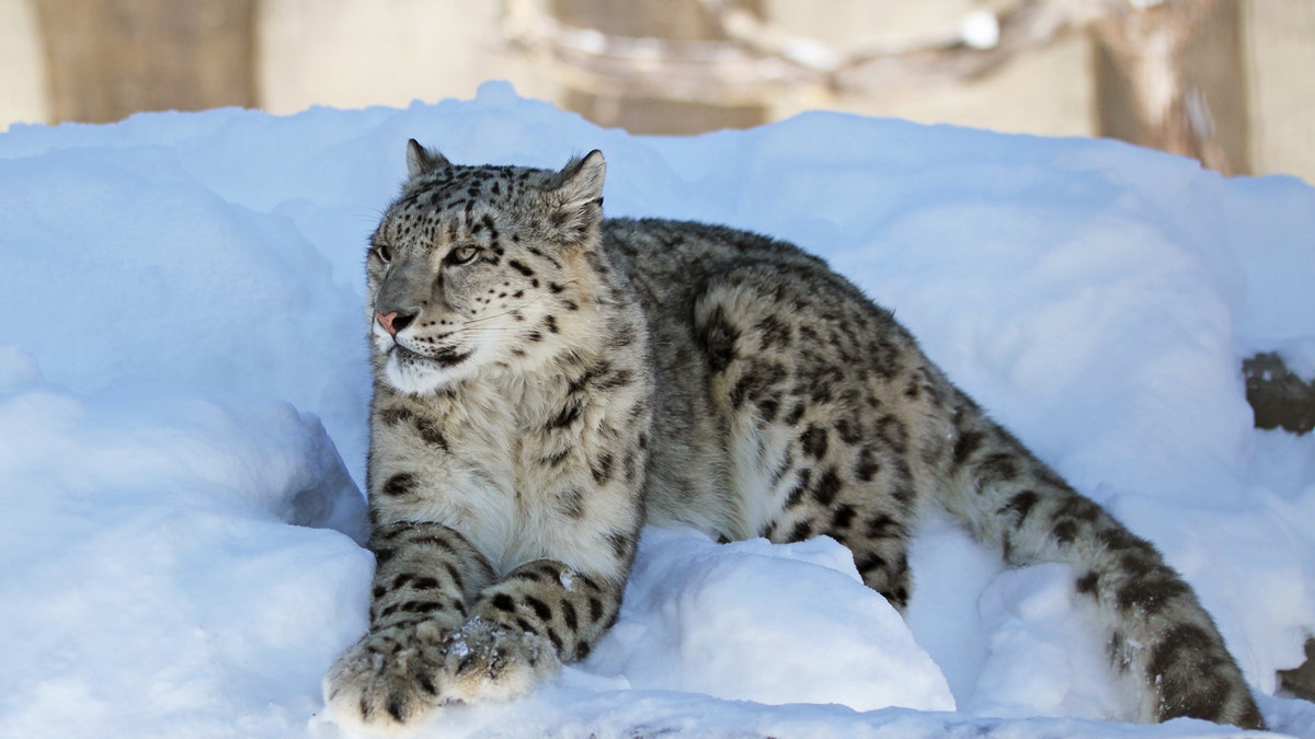 Snow leopard istock