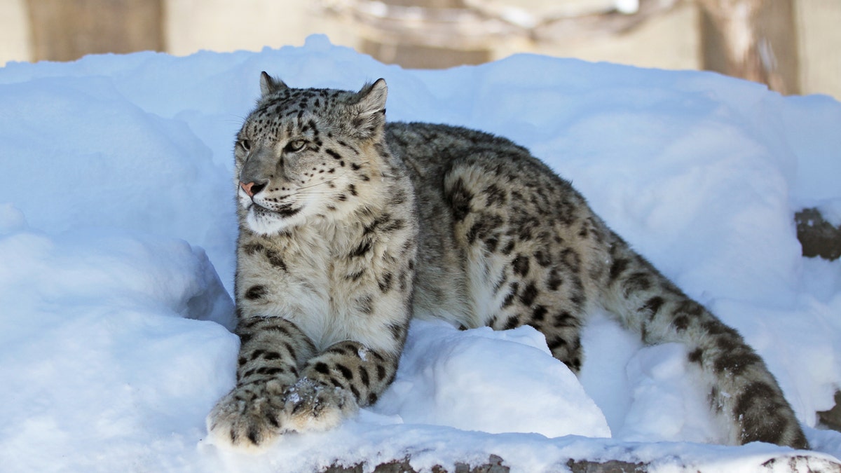 Snow leopard istock