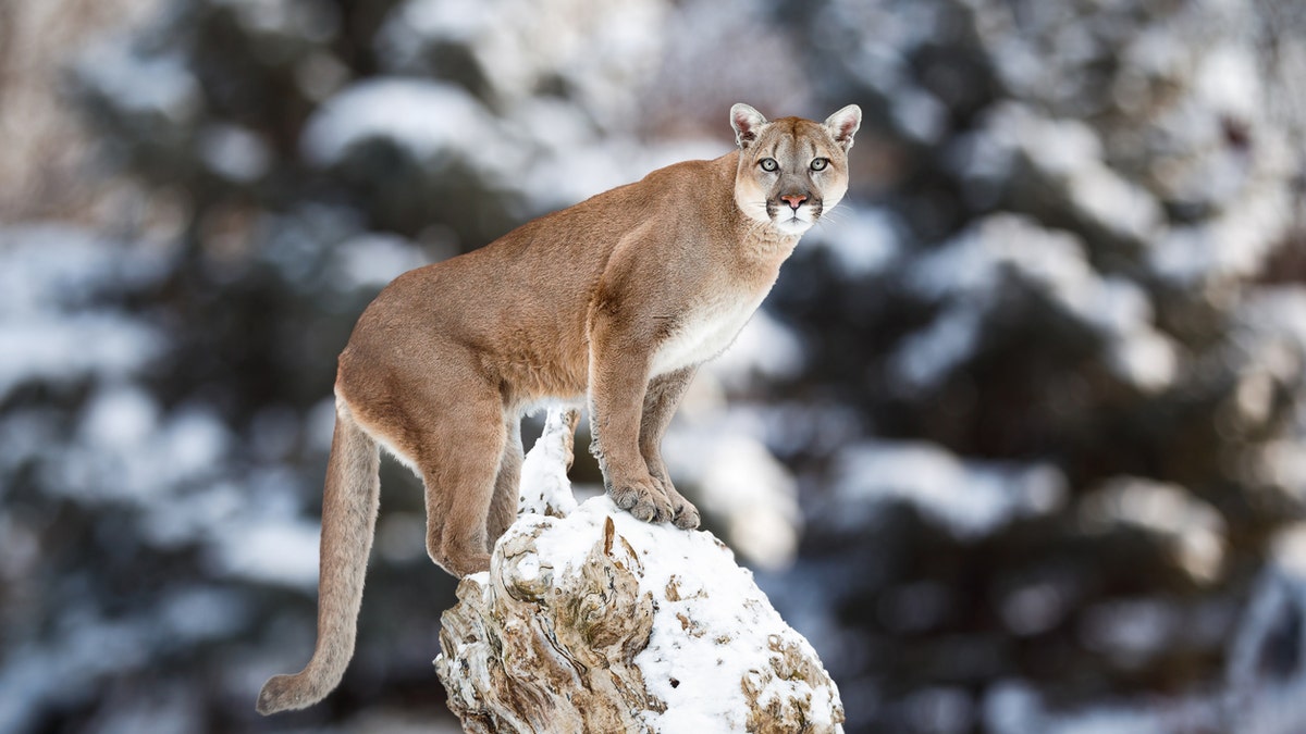 Cougar istock