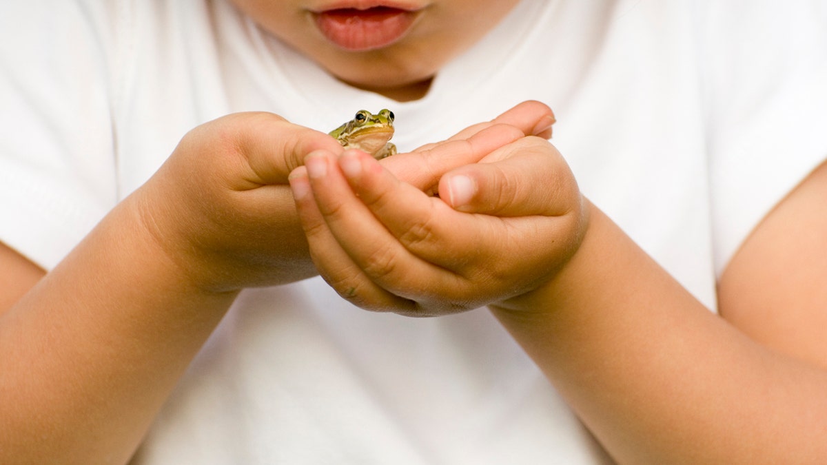 Tiny frog on little hands.
