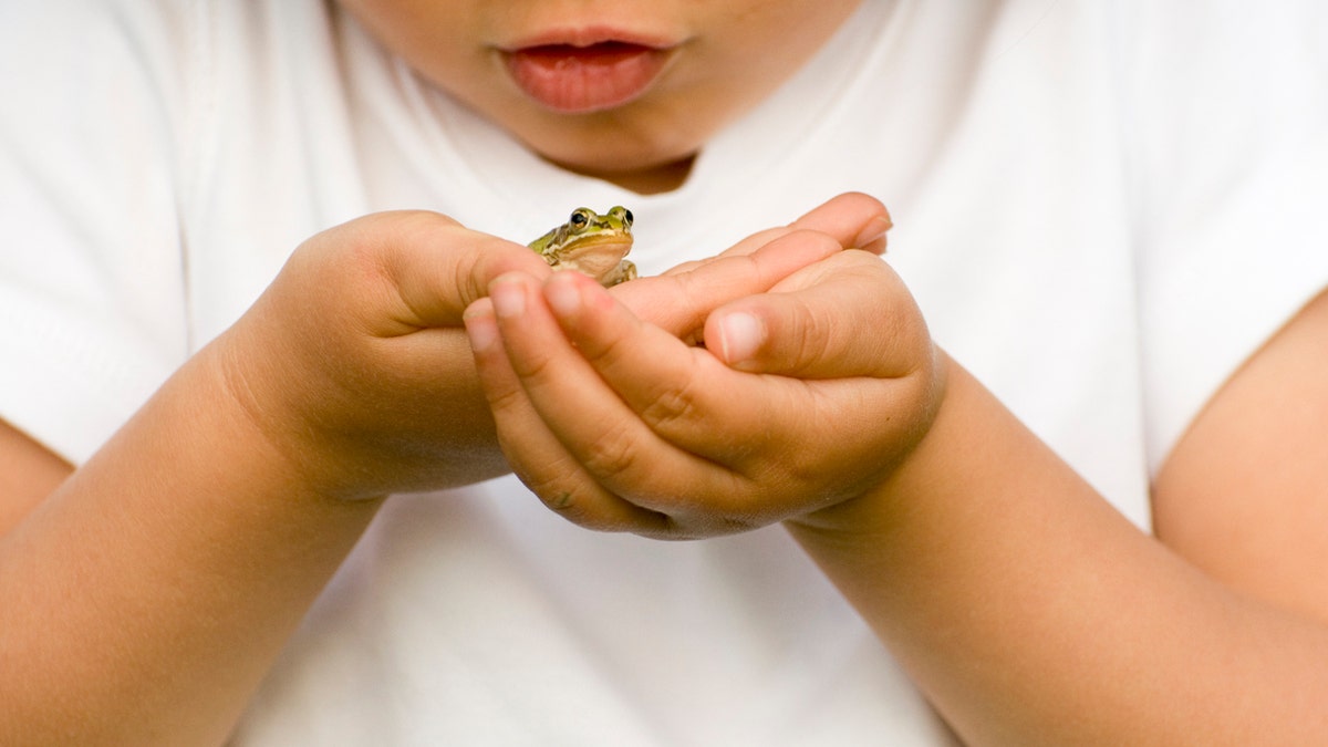 Tiny frog on little hands.