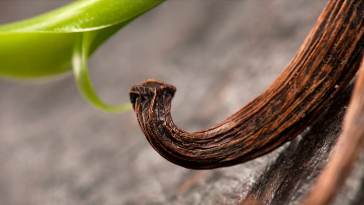 Vanilla Planifolia Vine and Dried Vanilla Pods