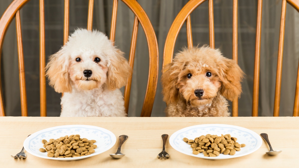 bored_poodles_istock