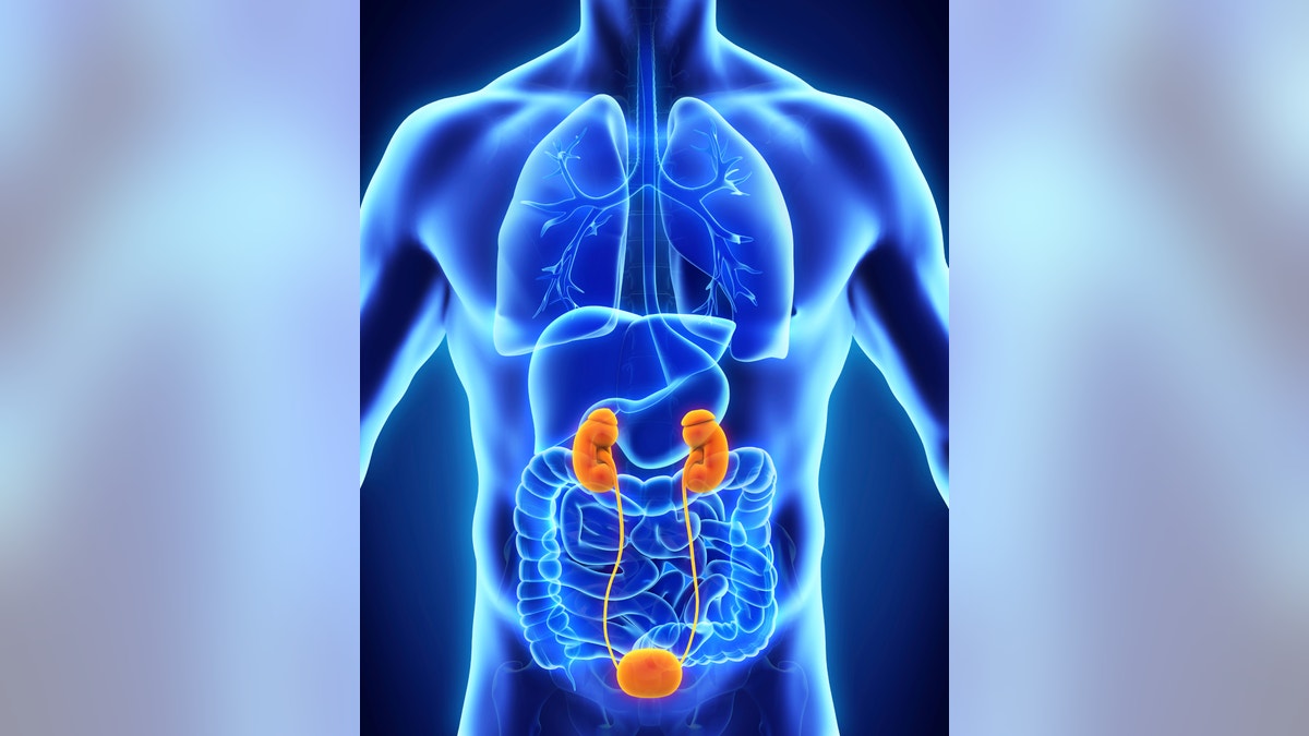 kidneys_bladder_istock