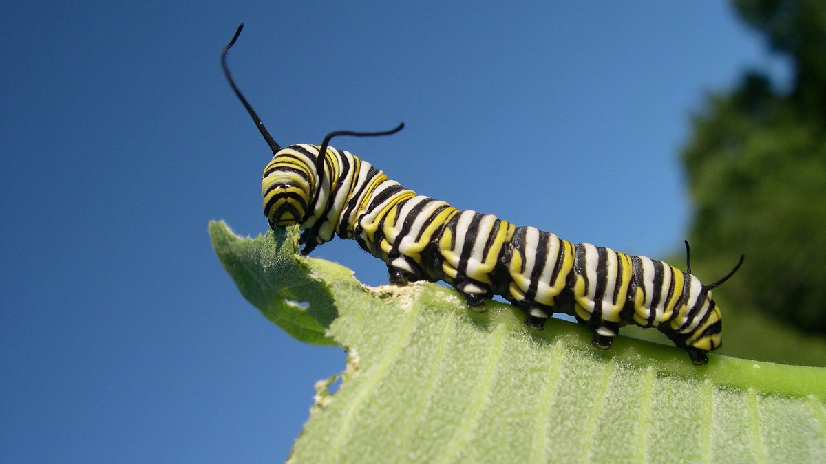 caterpillar_leaf_istock
