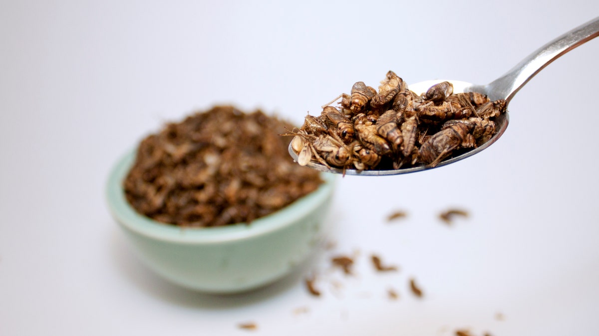 edible_crickets_istock