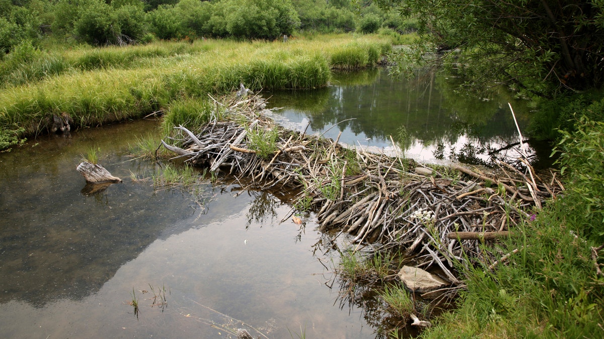 beaver_dam_istock