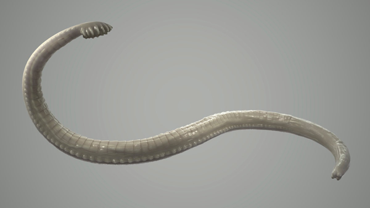 iStock_Tapeworm