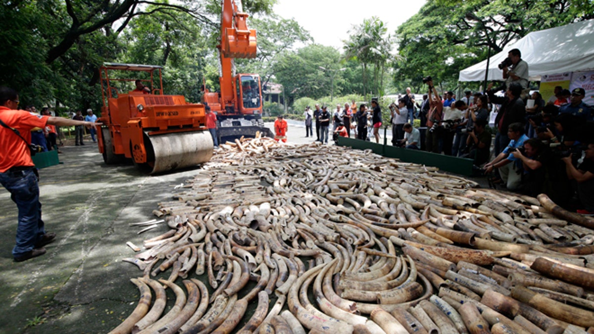 Ivory Poaching