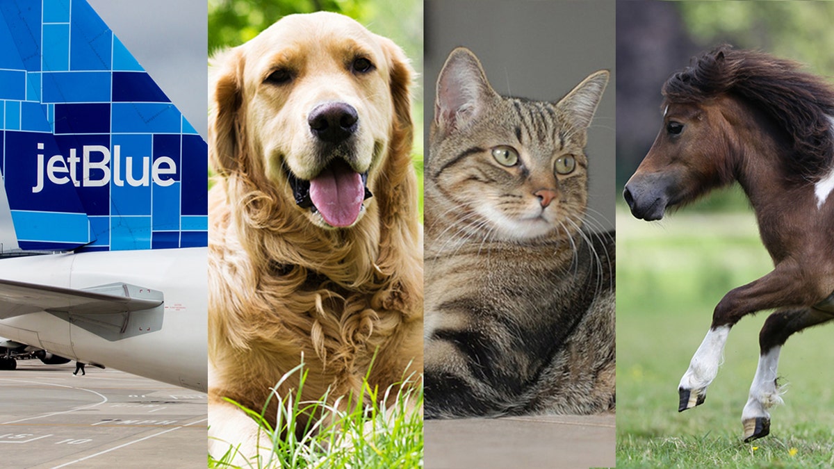 jet blue pets istock