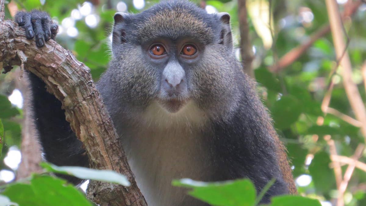 Promiscuous monkeys are having sex with other species, research shows Fox News image