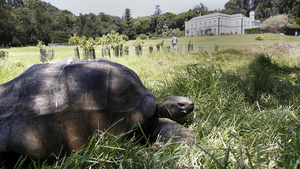 jonathan tortoise
