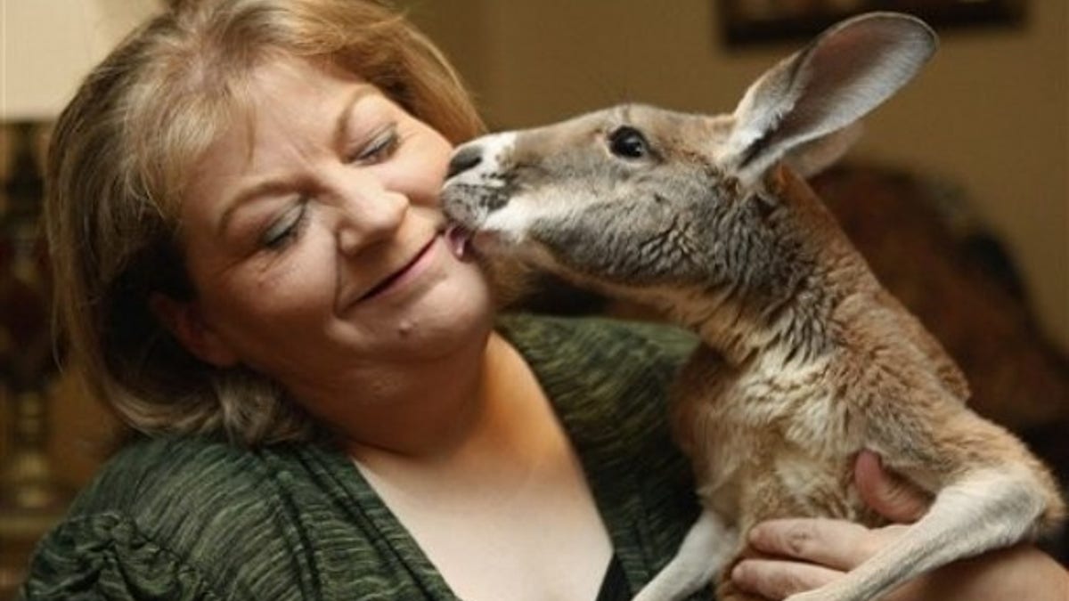 Pet Kangaroo Oklahoma