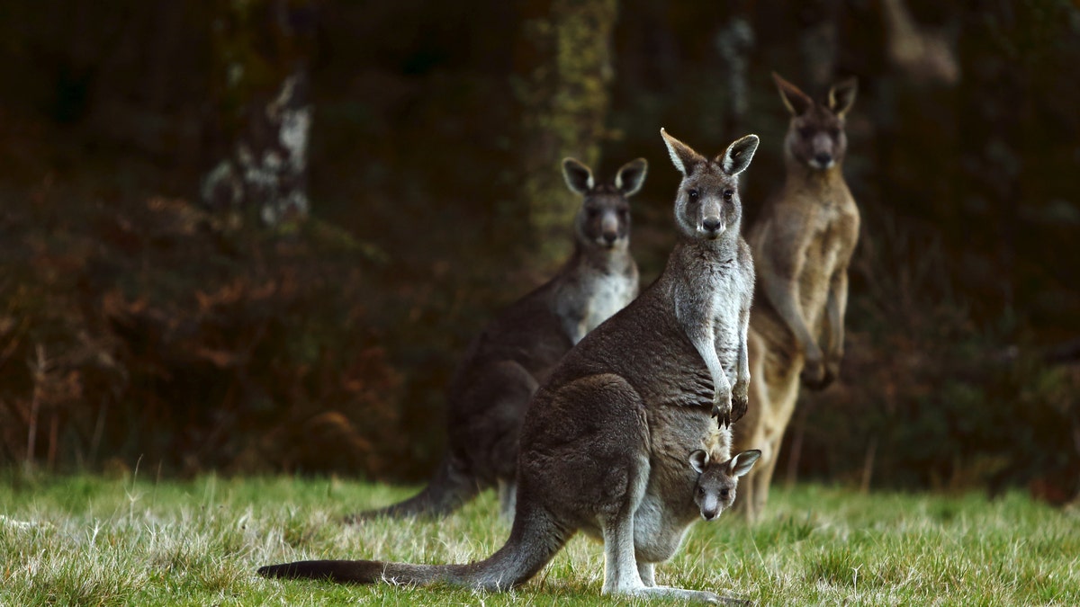 KangarooAustralia