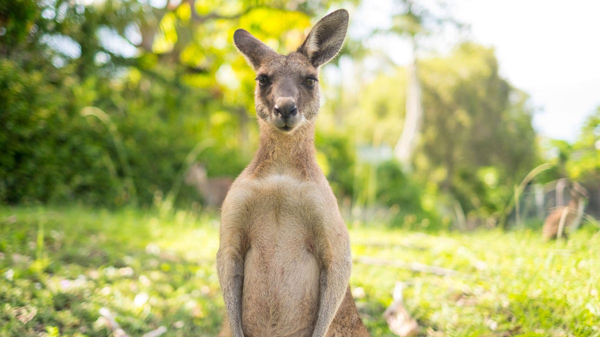 kangaroo istock