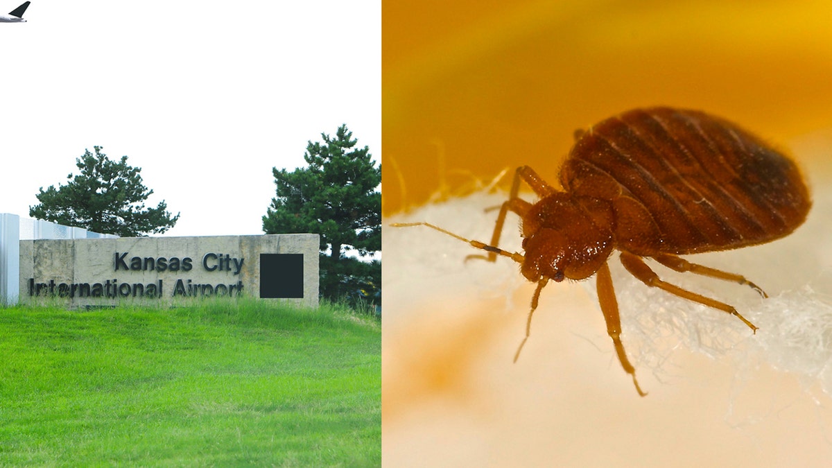 kansas city bed bug split istock