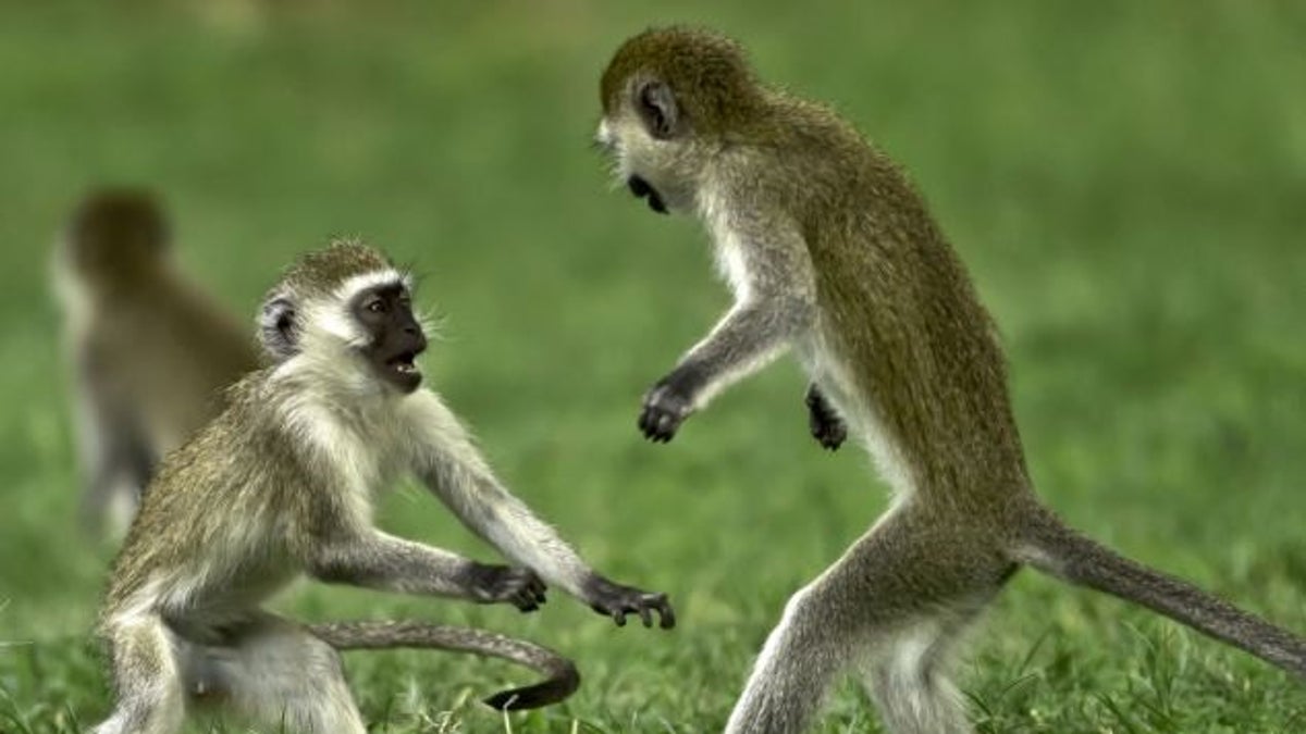 kenya monkeys 68