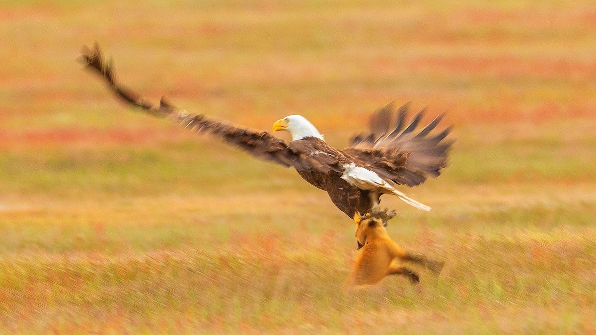 Bald Eagle and Red Fox Fighting Over Rabbit, San Juan Island Nat