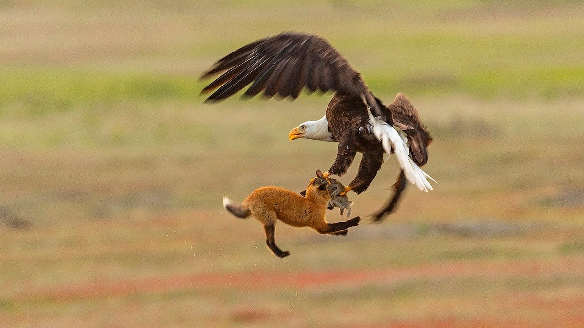 b1ddebf0-Bald Eagle and Red Fox Tussling Over Rabbit, San Juan Island Nat
