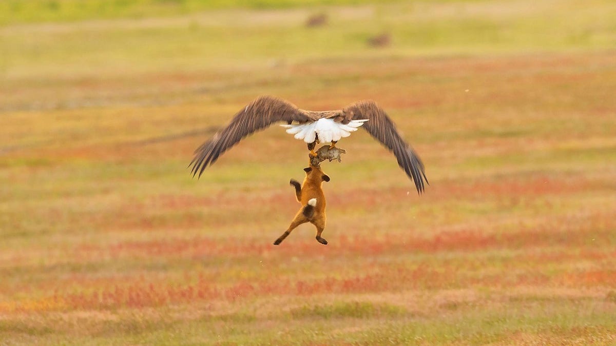Bald Eagle and Red Fox Fighting Over Rabbit in Mid-Air, San Juan
