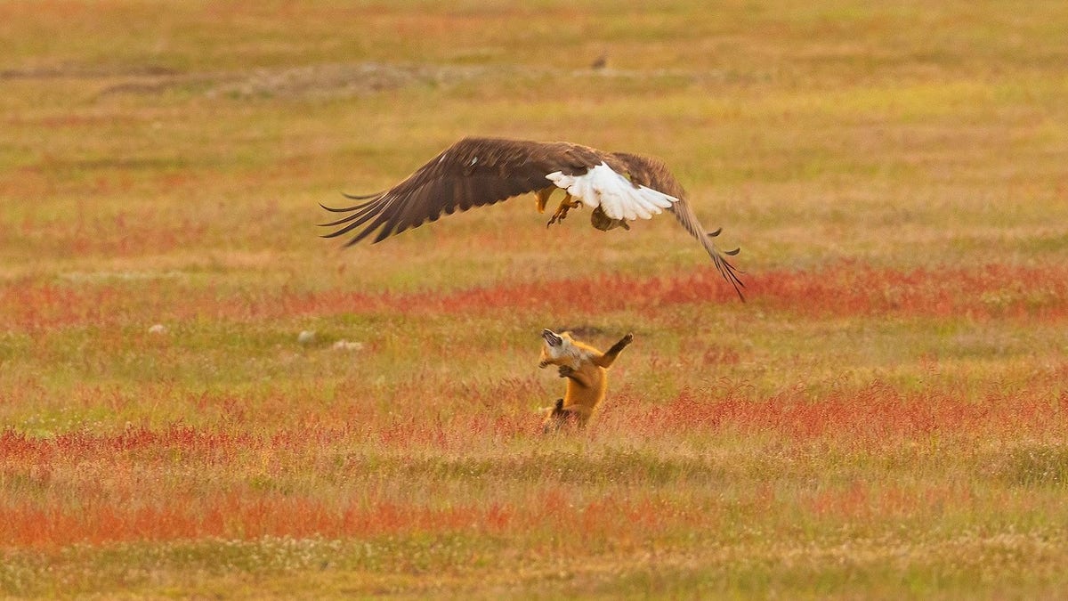 9ce60bff-Bald Eagle and Red Fox Fighting Over Rabbit in Mid-Air, San Juan