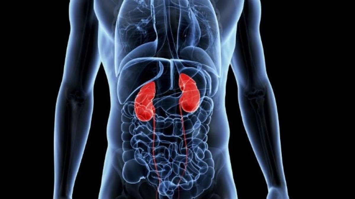 kidneys istock